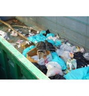 Raccoons in a dumpster