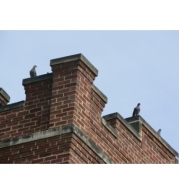 Pigeons perched on a building in Pittsburgh
