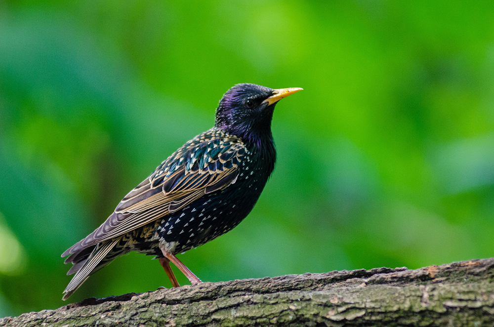 Starling management in Greater Pittsburgh