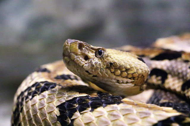 Venomous Snakes in Greater Pittsburgh