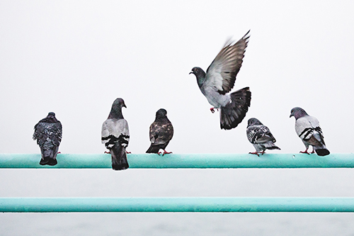 Pigeon Management in Greater Pittsburgh