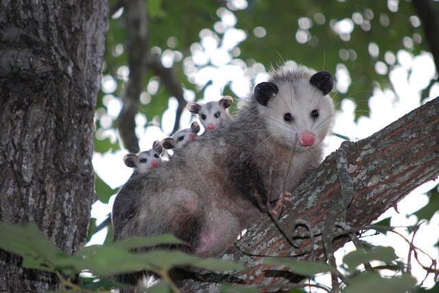 Opossum Removal in Greater Pittsburgh