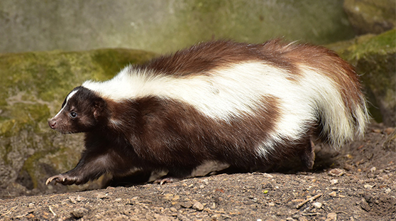 Skunk management services in Greater Pittsburgh