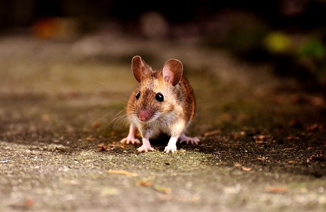 Mice Control in Greater Pittsburgh 