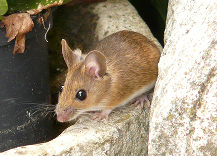 Rodent management in Greater Pittsburgh