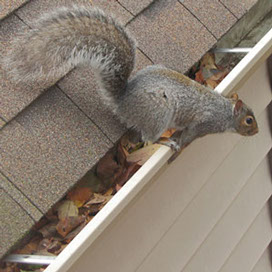 Gray squirrel on residential roof.