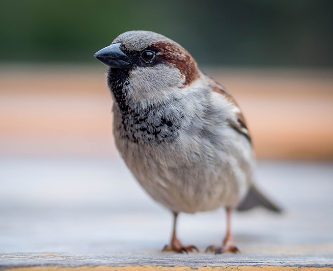 Sparrow management in Greater Pittsburgh