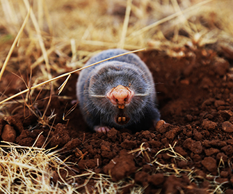 Mole Management in Greater Pittsburgh