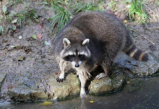 Big Raccoon at Water's Edge in Pittsburgh Yard