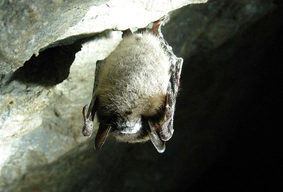 Little Brown Bat Roosting in Cave