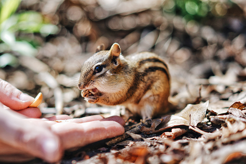 Chipmunk management in Greater Pittsburgh