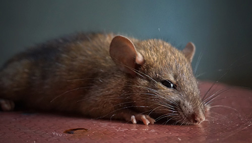 Rat management in Greater Pittsburgh