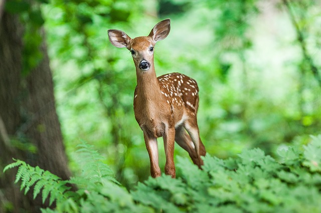 Deer management in Greater Pittsburgh