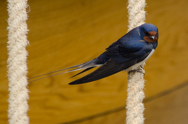 Swallow management in Greater Pittsburgh